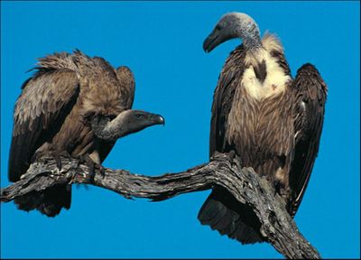 vulture-picture